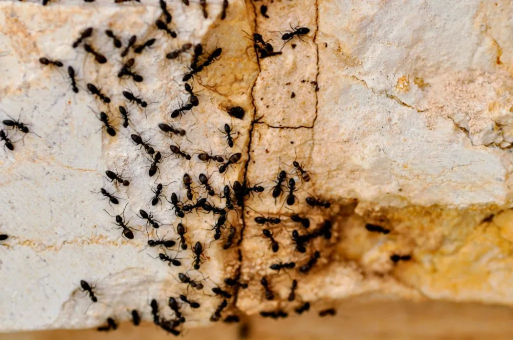 A top-down photo of black ants crawling across a light, textured rock surface